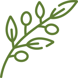 Olive branch with green leaves and olives.