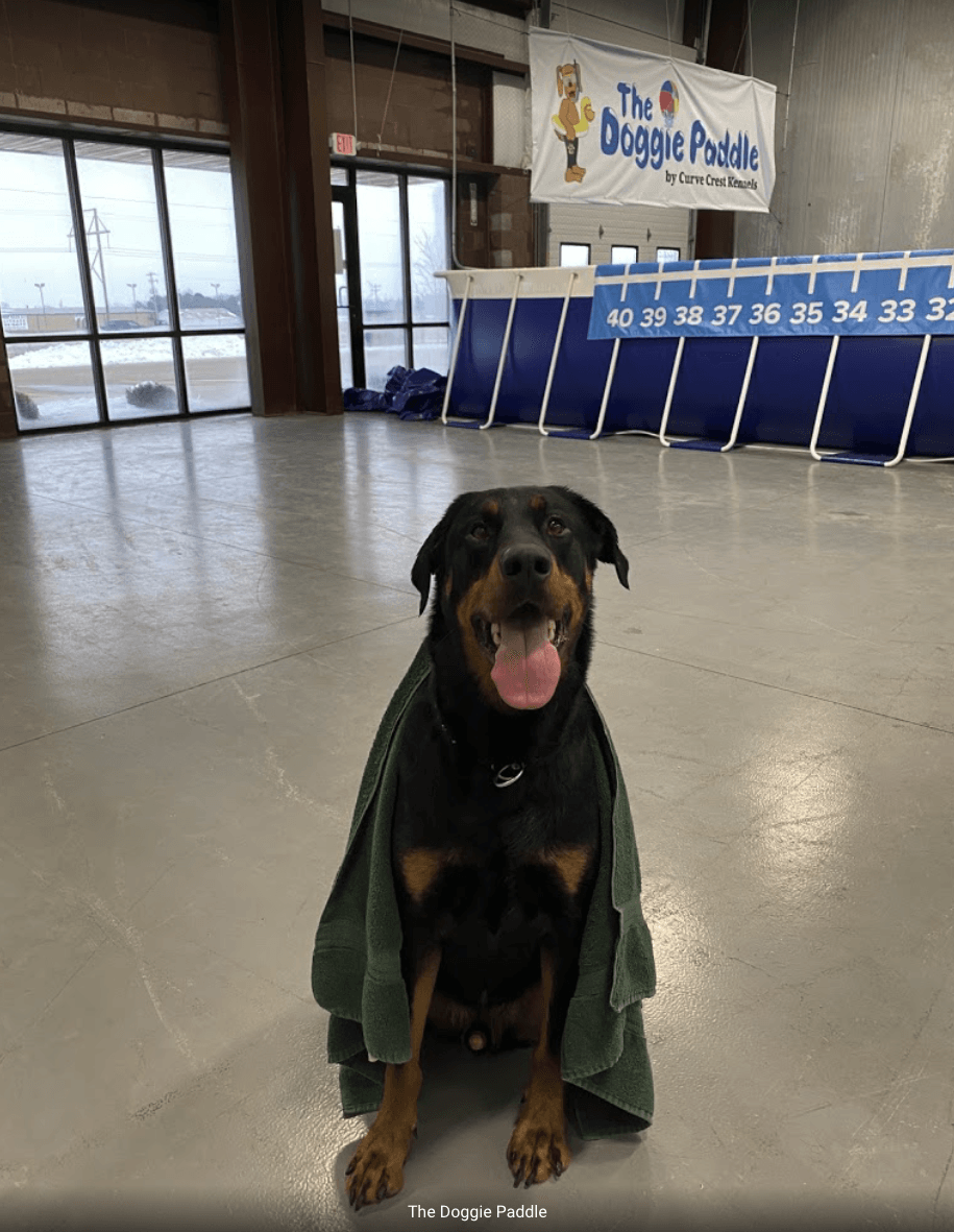 A black dog with its tongue out