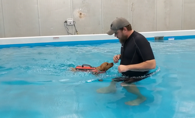 A man in the pool with a small dog