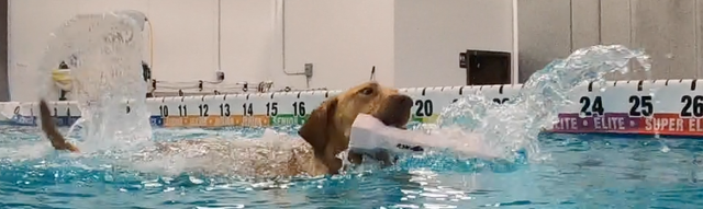 A dog swimming with a toy in its mouth