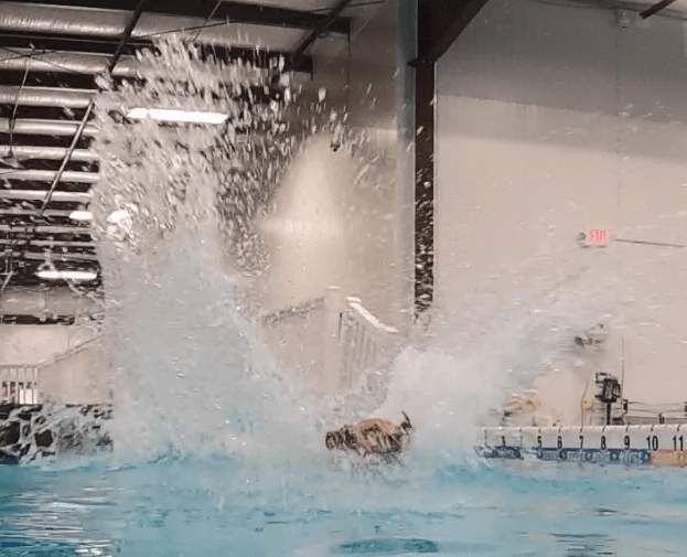 A dog jumping in a pool