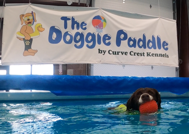 A swimming dog with a red toy in its mouth