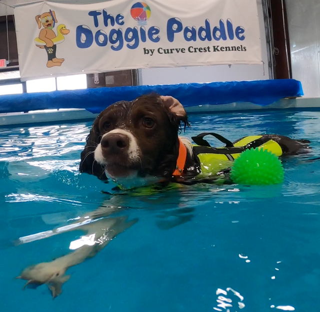 A dog swimming next to a green ball