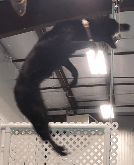 A dog jumping high in the air