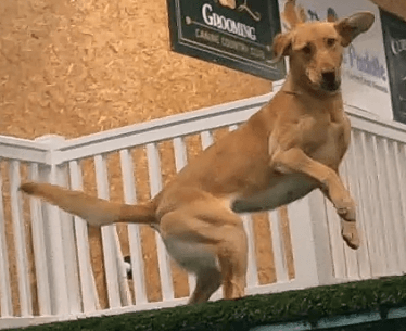 A dog mid-jump