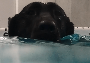 A dog's face just above the water