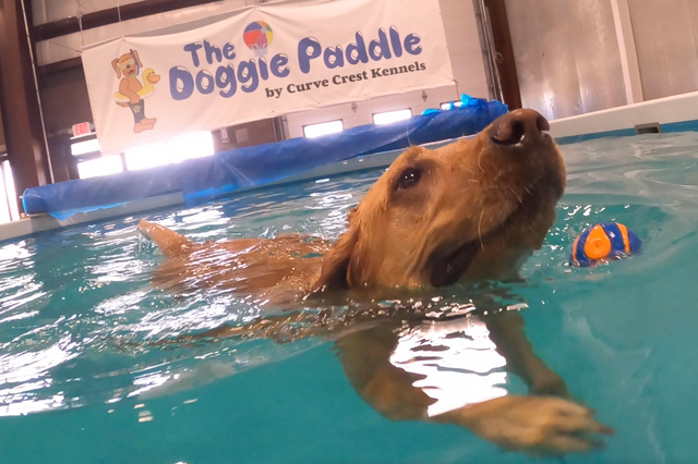 A tan-colored dog swimming