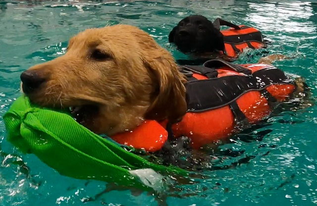 A golden dog in a life jacket