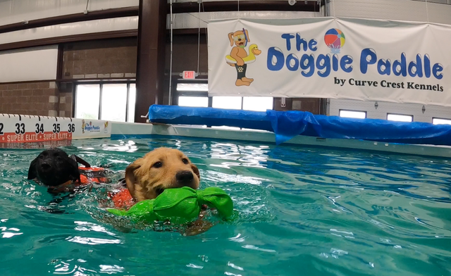 A dog carrying a green toy in a pool