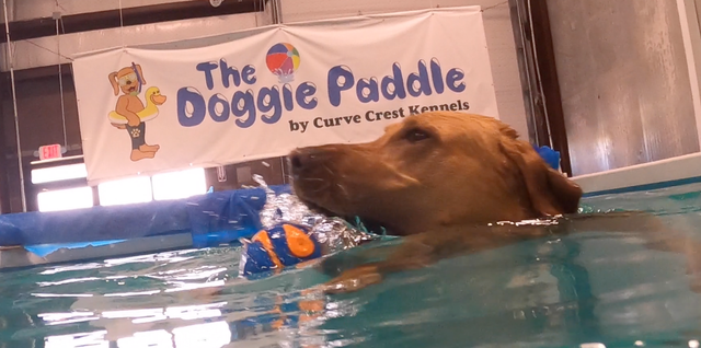 A dog about to grab a toy in a pool