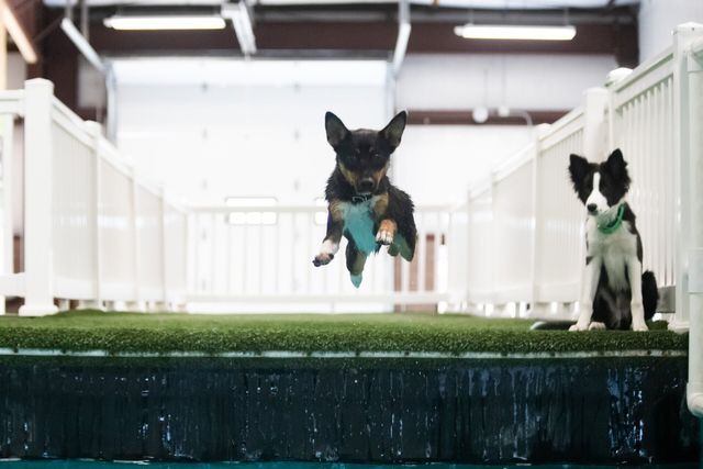 A small dog jumping in a pool