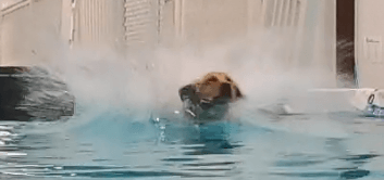 A dog upon jumping into a pool