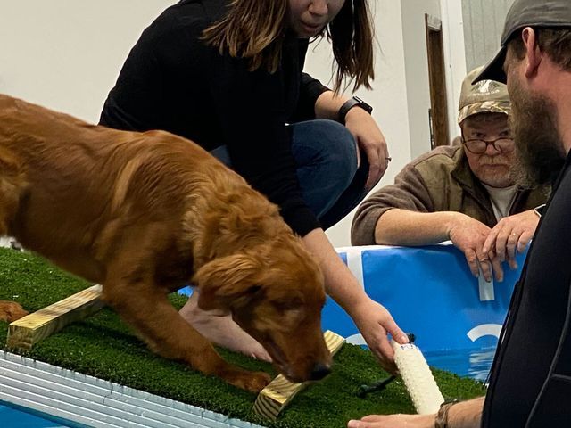 A dog being encouraged into the water
