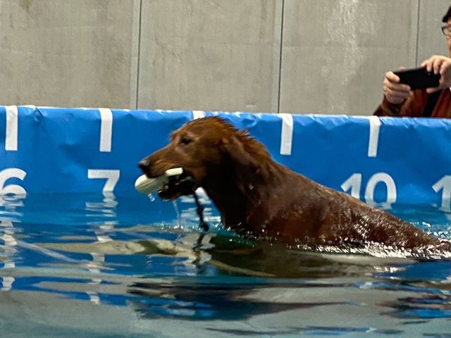 A dog exiting a pool with a toy
