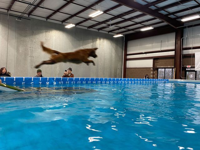 Dog jumping really far into a pool