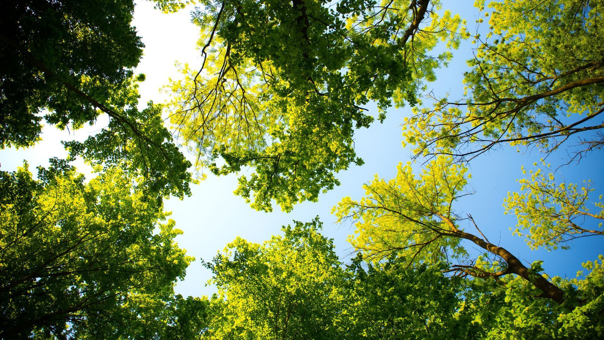 Looking up at green tree canopy against a blue sky.