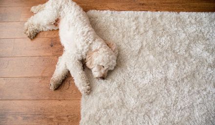 Eco Friend Carpet Clean - White dog lying on a light-colored rug next to a wooden floor.