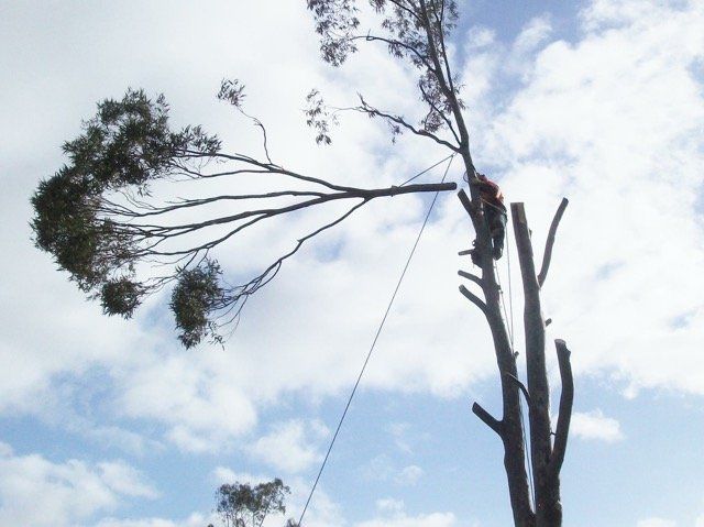Man removing branch from tall tree