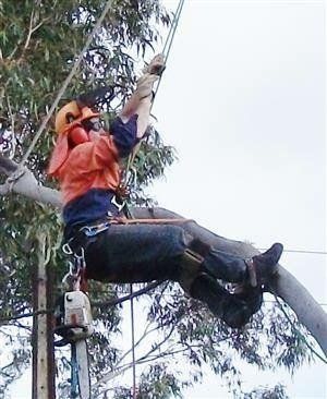man wearing safety gear in tree