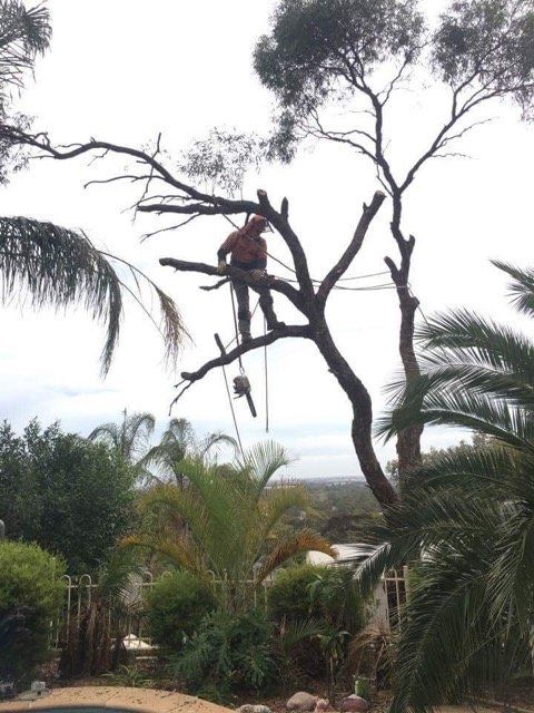 Man removing tree branch
