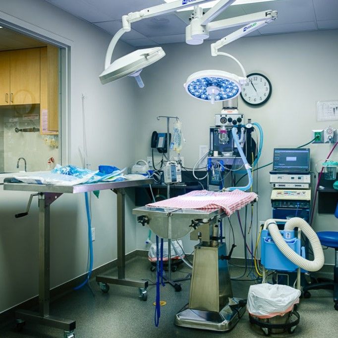 An operating room with a clock on the wall - Buford, GA - North Georgia Veterinary Specialists An operating room with a clock on the wall - Buford, GA - North Georgia Veterinary Specialists