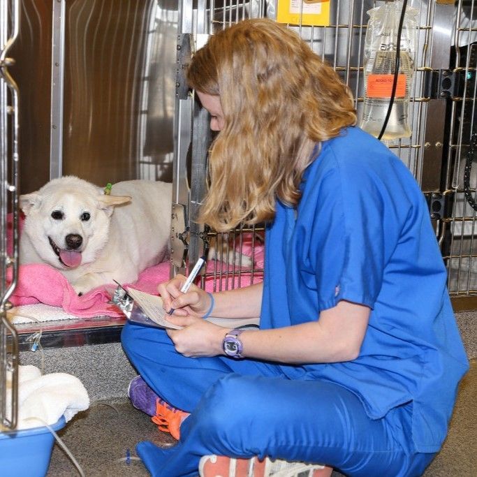 A woman in blue scrubs is writing on a clipboard in front of a white dog in a cage - Buford, GA - North Georgia Veterinary Specialists A woman in blue scrubs is writing on a clipboard in front of a white dog in a cage - Buford, GA - North Georgia Veterinary Specialists