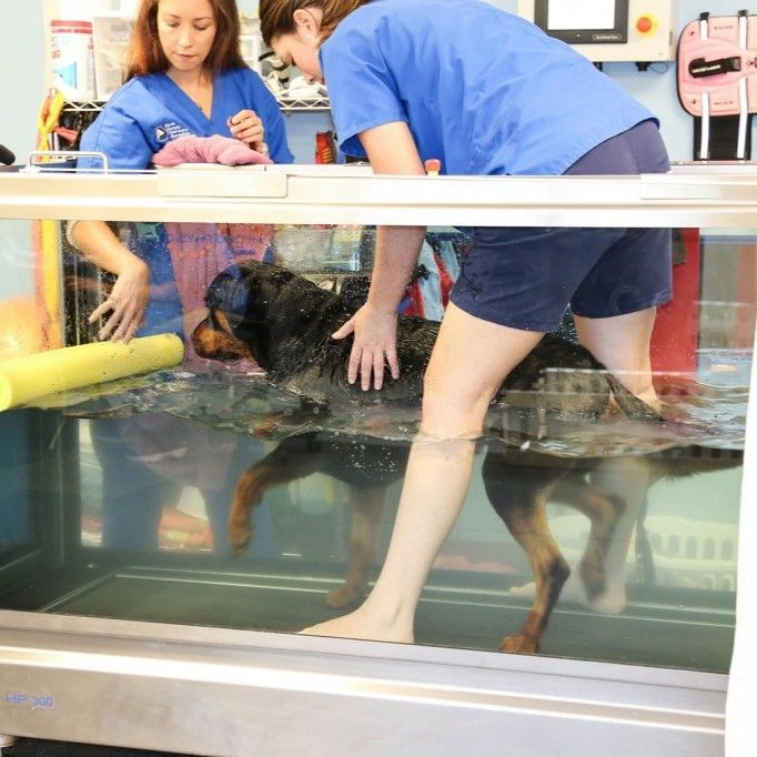 A woman in a blue shirt is petting a dog in a tank - Buford, GA - North Georgia Veterinary Specialists 