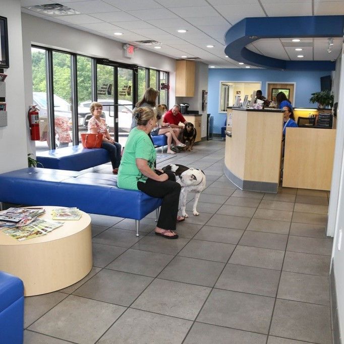 A woman sits on a blue bench next to a dog in a waiting room - Buford, GA - North Georgia Veterinary Specialists A woman sits on a blue bench next to a dog in a waiting room - Buford, GA - North Georgia Veterinary Specialists