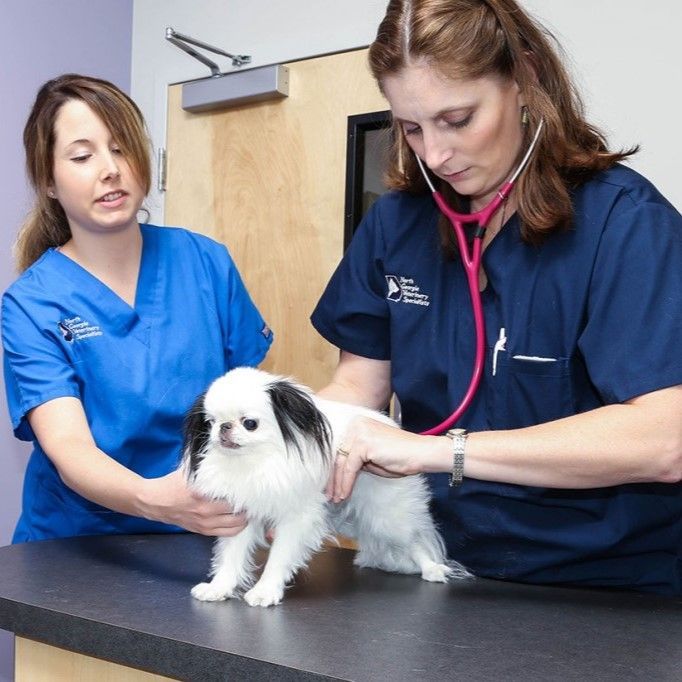 Two women in blue scrubs examining a small white dog - Buford, GA - North Georgia Veterinary Specialists Two women in blue scrubs examining a small white dog - Buford, GA - North Georgia Veterinary Specialists
