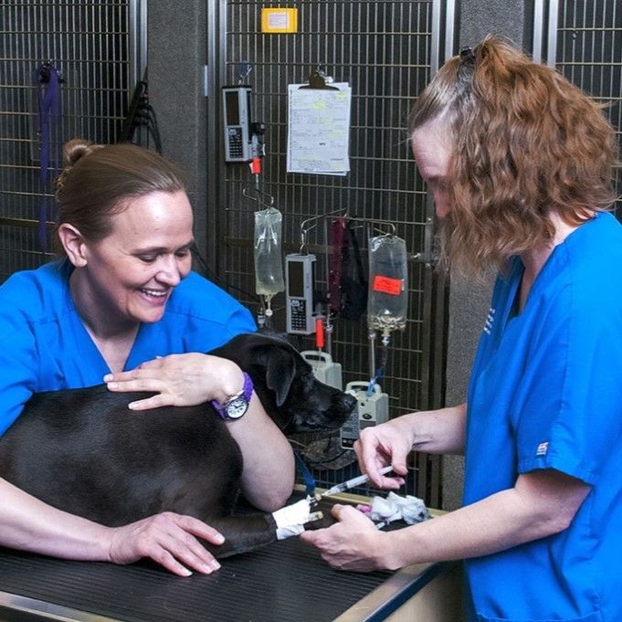 Two women in blue scrubs are examining a dog - Buford, GA - North Georgia Veterinary Specialists Two women in blue scrubs are examining a dog - Buford, GA - North Georgia Veterinary Specialists