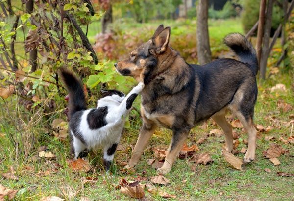 A dog and a cat are playing in the grass - Buford, GA - North Georgia Veterinary Specialists A dog and a cat are playing in the grass - Buford, GA - North Georgia Veterinary Specialists