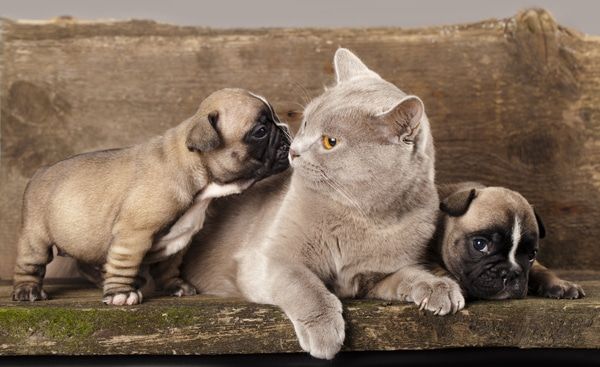 A cat and two pug puppies are laying on a couch - Buford, GA - North Georgia Veterinary Specialists A cat and two pug puppies are laying on a couch - Buford, GA - North Georgia Veterinary Specialists