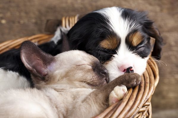Two puppies are sleeping in a wicker basket - Buford, GA - North Georgia Veterinary Specialist Two puppies are sleeping in a wicker basket - Buford, GA - North Georgia Veterinary Specialists