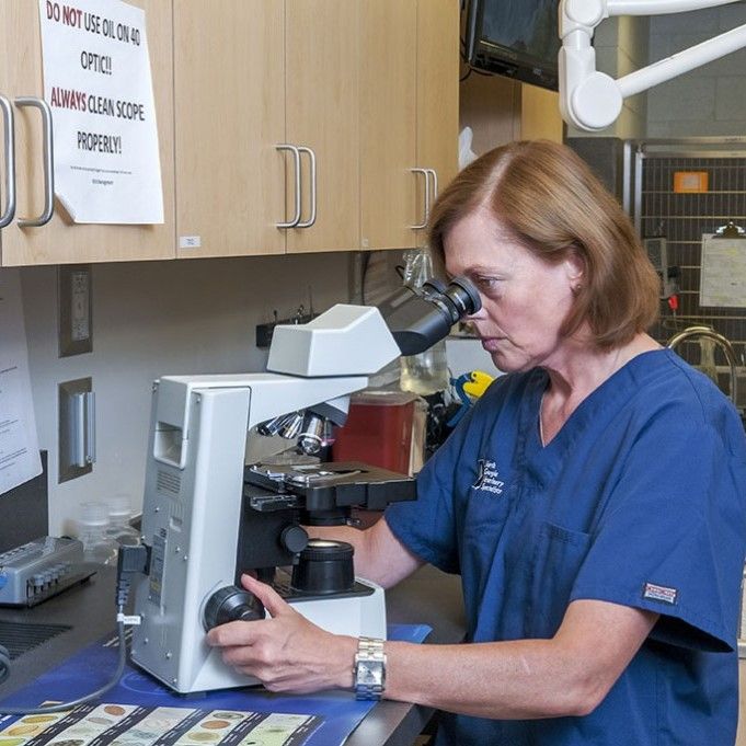 A woman is looking through a microscope with a sign on the wall that says do not use on optics - Buford, GA - North Georgia Veterinary Specialists A woman is looking through a microscope with a sign on the wall that says do not use on optics - Buford, GA - North Georgia Veterinary Specialists