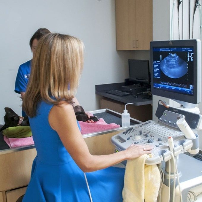 A woman in a blue dress is using an ultrasound machine - Buford, GA - North Georgia Veterinary Specialists 
