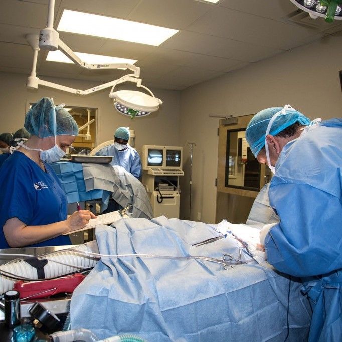 A group of surgeons are working on a patient in an operating room - Buford, GA - North Georgia Veterinary Specialists A group of surgeons are working on a patient in an operating room - Buford, GA - North Georgia Veterinary Specialists
