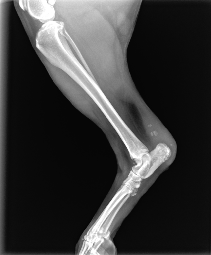 A black and white x-ray of a horse 's leg and knee- Buford, GA - North Georgia Veterinary A black and white x-ray of a horse 's leg and knee- Buford, GA - North Georgia Veterinary