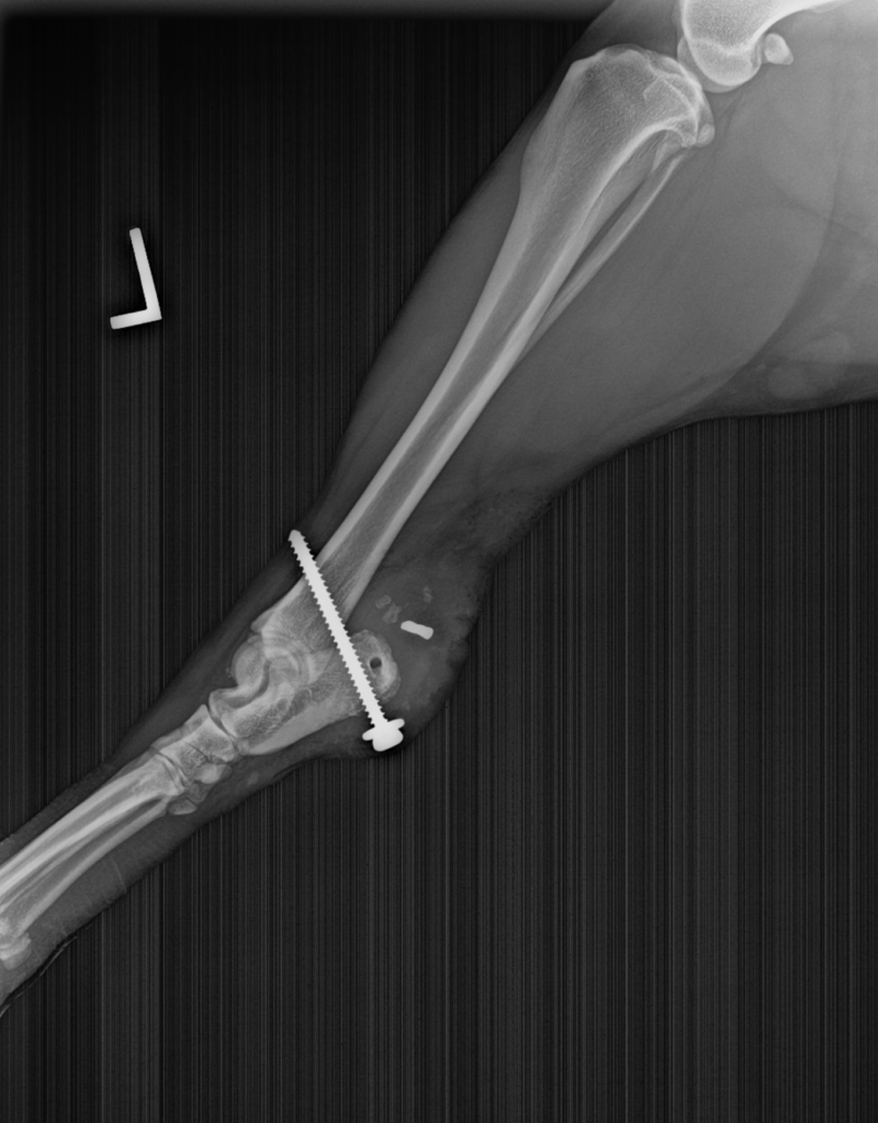 A white dog with a prosthetic leg is standing on a carpeted floor - Buford, GA - North Georgia Veterinary Specialists