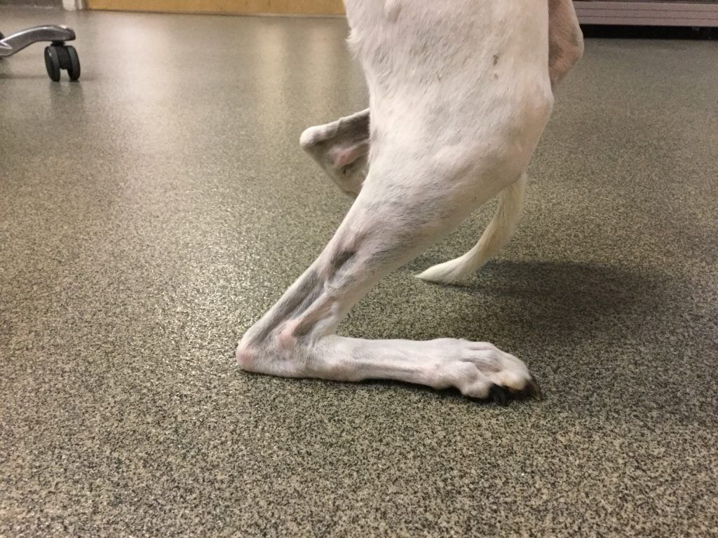 A white dog with a prosthetic leg is standing on a carpeted floor - Buford, GA - North Georgia Veterinary Specialists A white dog with a prosthetic leg is standing on a carpeted floor - Buford, GA - North Georgia Veterinary Specialists