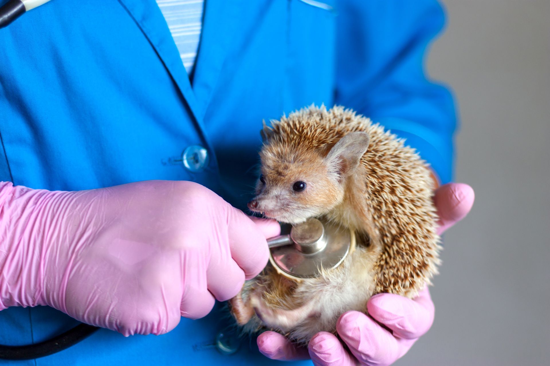 A veterinarian is examining a hedgehog with a stethoscope - Buford, GA - North Georgia Veterinary Specialists 