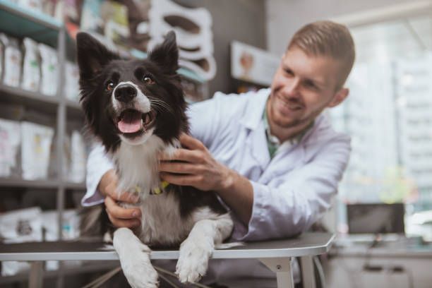 A veterinarian is holding a black and white dog on a table - Buford, GA - North Georgia Veterinary Specialists 