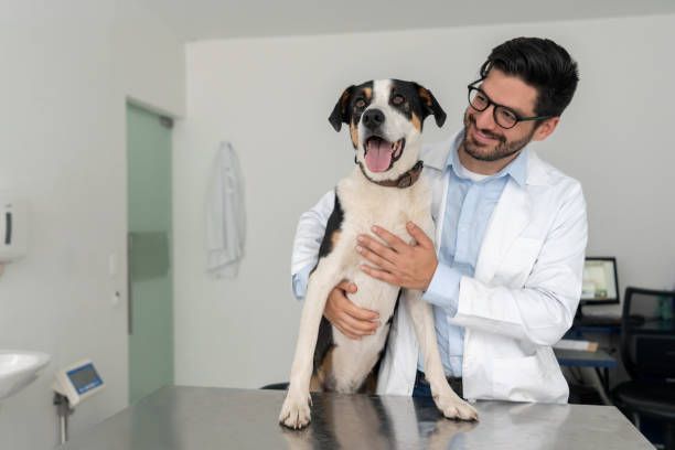 A veterinarian is holding a black and white dog on a table - Buford, GA - North Georgia Veterinary Specialists 