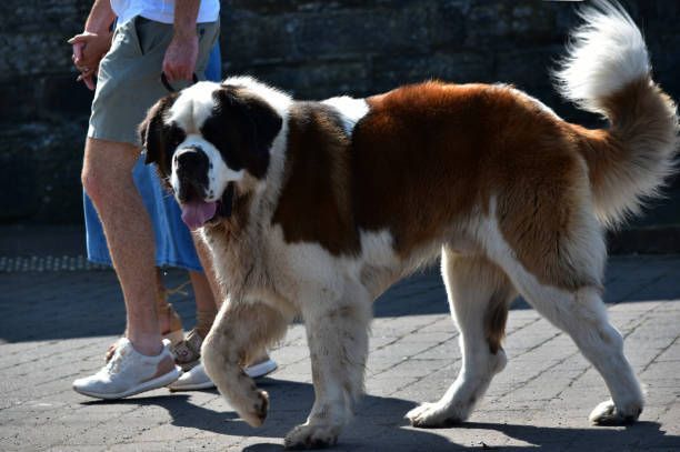 A large brown and white dog is walking on a sidewalk