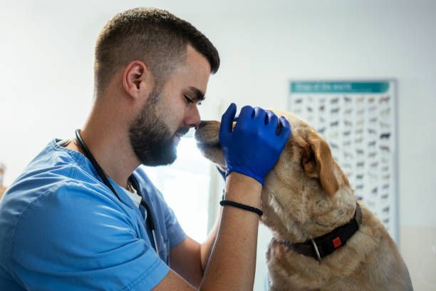 A veterinarian is examining a dog 's nose in a veterinary clinic - Buford, GA - North Georgia Veterinary Specialists 