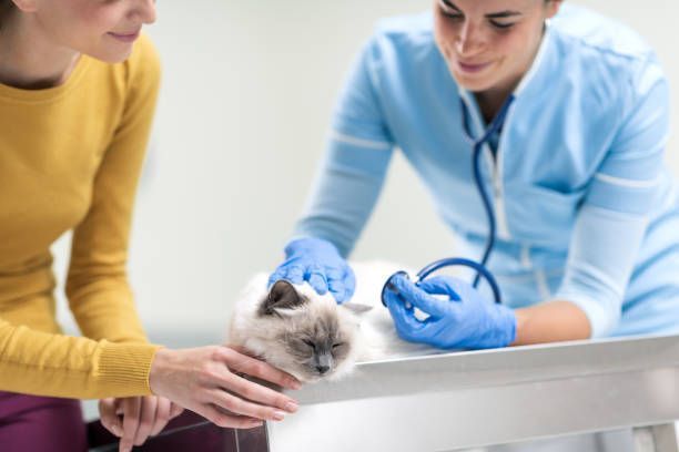 A woman is holding a cat while a veterinarian examines it with a stethoscope.