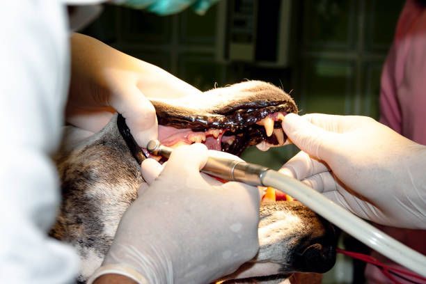 A dog is getting its teeth examined by a dentist - Buford, GA - North Georgia Veterinary Specialists 