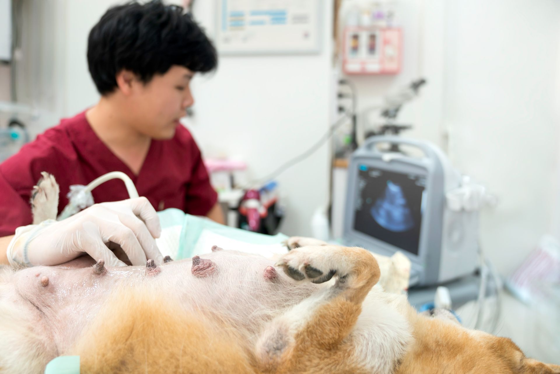 A dog is being examined by a veterinarian in a veterinary clinic.