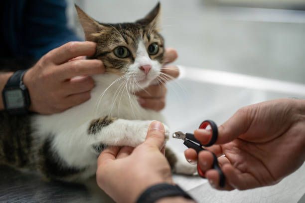 A cat is getting its nails cut by a veterinarian - Buford, GA - North Georgia Veterinary Specialists 
