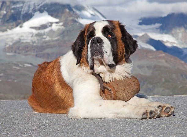 A large brown and white dog is laying on the ground with mountains in the background.