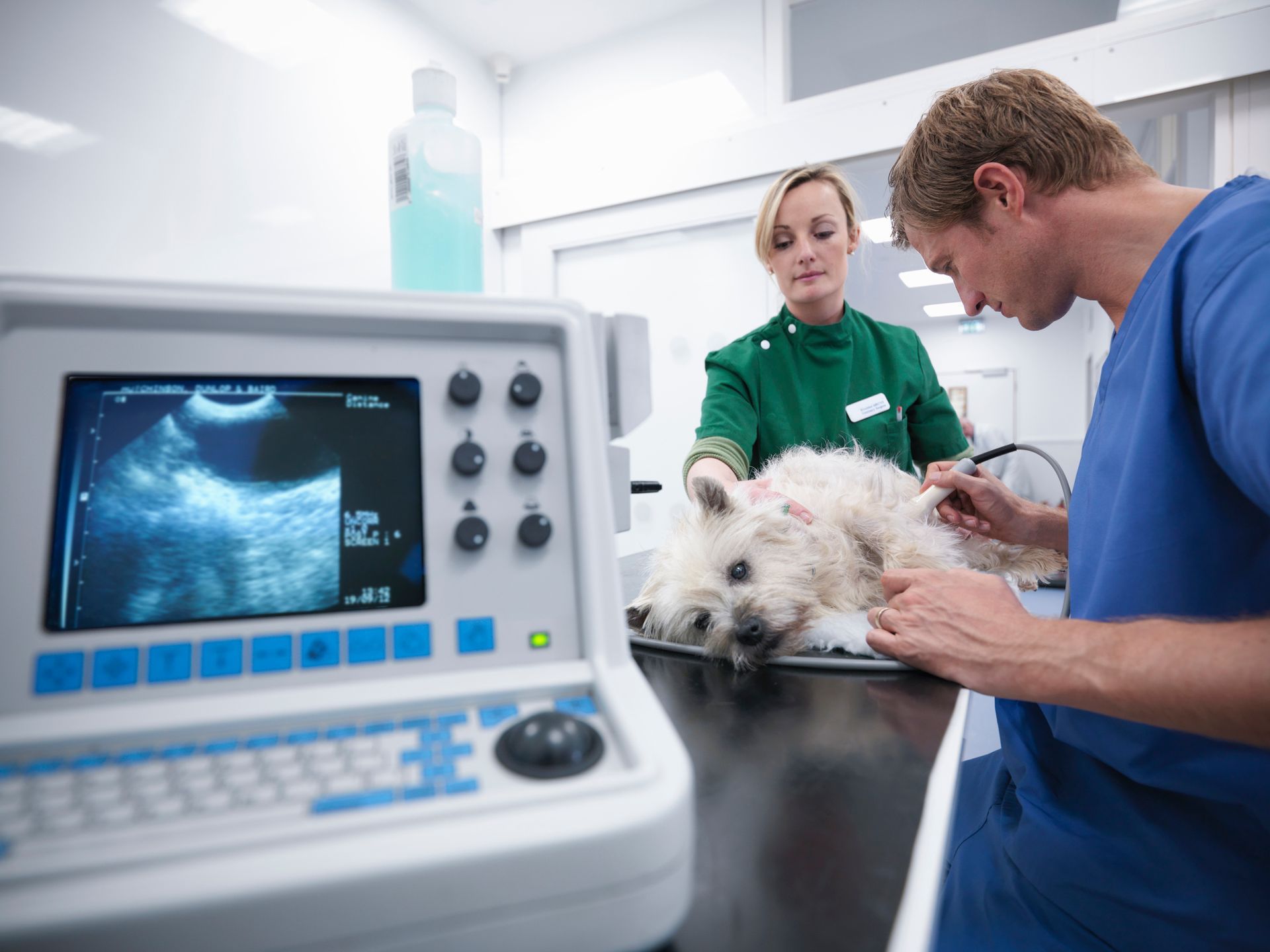 A dog is being examined by a veterinarian in a veterinary clinic - Buford, GA - North Georgia Veterinary Specialists 